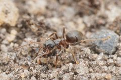 Lasius niger by (c) Jonghyun Park, some rights reserved (CC BY), uploaded by Jonghyun Park. Used under a CC-BY license.