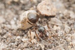 Lasius niger by (c) Jonghyun Park, some rights reserved (CC BY), uploaded by Jonghyun Park. Used under a CC-BY license.