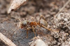 Lasius niger by (c) Jonghyun Park, some rights reserved (CC BY), uploaded by Jonghyun Park. Used under a CC-BY license.