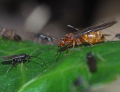 Prenolepis by (c) carnifex, some rights reserved (CC BY), uploaded by carnifex. Used under a CC-BY license.