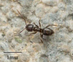 Brachymyrmex by no rights reserved, uploaded by Jesse Rorabaugh. Used under a CC0 license.