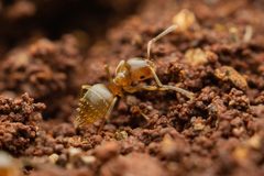 Brachymyrmex by (c) Jake Nitta, some rights reserved (CC BY), uploaded by Jake Nitta. Used under a CC-BY license.