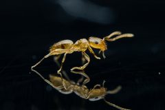 Brachymyrmex by (c) Jake Nitta, some rights reserved (CC BY), uploaded by Jake Nitta. Used under a CC-BY license.