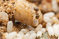 Brachymyrmex by (c) Jake Nitta, some rights reserved (CC BY), uploaded by Jake Nitta. Used under a CC-BY license.