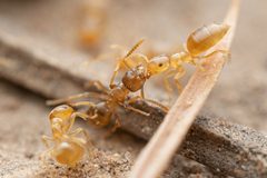 Brachymyrmex by (c) Jake Nitta, some rights reserved (CC BY), uploaded by Jake Nitta. Used under a CC-BY license.