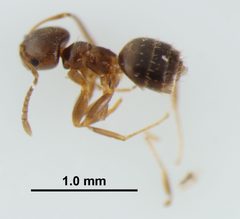 Brachymyrmex obscurior by (c) Kyle Van Houtan, some rights reserved (CC BY), uploaded by Kyle Van Houtan. Used under a CC-BY license.