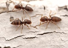 Brachymyrmex obscurior by no rights reserved, uploaded by Philipp Hoenle. Used under a CC0 license.