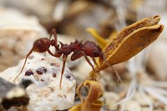 Acromyrmex versicolor by (c) Jake Nitta, some rights reserved (CC BY), uploaded by Jake Nitta. Used under a CC-BY license.