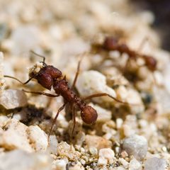 Acromyrmex versicolor by (c) Ken-ichi Ueda, some rights reserved (CC BY), uploaded by Ken-ichi Ueda. Used under a CC-BY license.