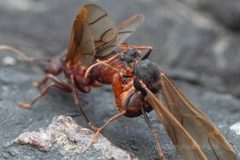 Acromyrmex versicolor by (c) Jonghyun Park, some rights reserved (CC BY), uploaded by Jonghyun Park. Used under a CC-BY license.