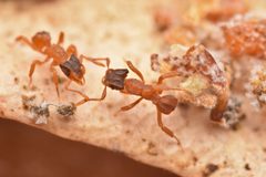 Cyphomyrmex by no rights reserved, uploaded by Philipp Hoenle. Used under a CC0 license.