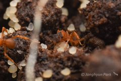 Cyphomyrmex by (c) Jonghyun Park, some rights reserved (CC BY), uploaded by Jonghyun Park. Used under a CC-BY license.