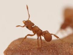 Cyphomyrmex by (c) Toby, some rights reserved (CC BY), uploaded by Toby. Used under a CC-BY license.