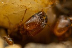Pheidole cerebrosior by (c) Jake Nitta, some rights reserved (CC BY), uploaded by Jake Nitta. Used under a CC-BY license.