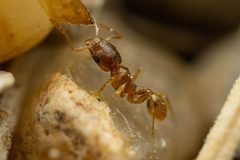 Pheidole cerebrosior by (c) Jake Nitta, some rights reserved (CC BY), uploaded by Jake Nitta. Used under a CC-BY license.