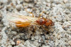 Pheidole cerebrosior by (c) Jake Nitta, some rights reserved (CC BY), uploaded by Jake Nitta. Used under a CC-BY license.