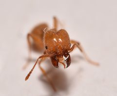 Pheidole crassicornis by (c) Luke Padon, some rights reserved (CC BY), uploaded by Luke Padon. Used under a CC-BY license.