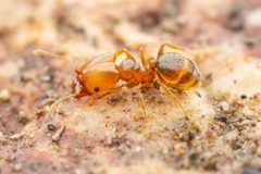 Pheidole crassicornis by (c) Jake Nitta, some rights reserved (CC BY), uploaded by Jake Nitta. Used under a CC-BY license.