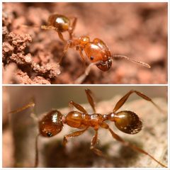 Pheidole dentata by (c) Luke Padon, some rights reserved (CC BY), uploaded by Luke Padon. Used under a CC-BY license.