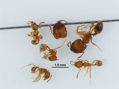Pheidole navigans by (c) Kyle Van Houtan, some rights reserved (CC BY), uploaded by Kyle Van Houtan. Used under a CC-BY license.