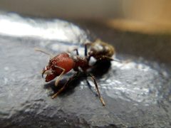 Pheidole obscurithorax by (c) Tyler Bishop, some rights reserved (CC BY), uploaded by Tyler Bishop. Used under a CC-BY license.