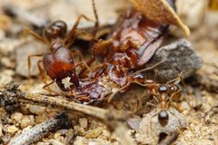 Pheidole obtusospinosa by (c) Jake Nitta, some rights reserved (CC BY), uploaded by Jake Nitta. Used under a CC-BY license.