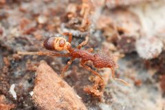 Strumigenys rostrata by (c) Jonghyun Park, some rights reserved (CC BY), uploaded by Jonghyun Park. Used under a CC-BY license.