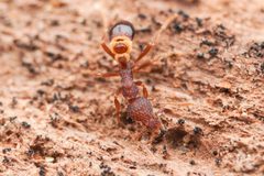 Strumigenys rostrata by (c) Jonghyun Park, some rights reserved (CC BY), uploaded by Jonghyun Park. Used under a CC-BY license.