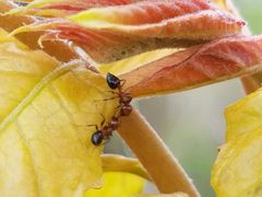 Crematogaster pilosa by (c) Tyler Bishop, some rights reserved (CC BY), uploaded by Tyler Bishop. Used under a CC-BY license.