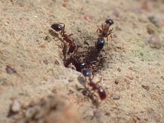 Cardiocondyla emeryi by (c) Mahomed Desai, some rights reserved (CC BY), uploaded by Mahomed Desai. Used under a CC-BY license.