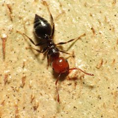 Crematogaster by (c) Katja Schulz, some rights reserved (CC BY). Used under a CC-BY license.