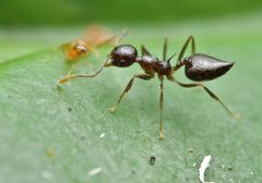 Crematogaster by no rights reserved, uploaded by Philipp Hoenle. Used under a CC0 license.