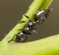 Crematogaster by (c) Alan Manson, some rights reserved (CC BY), uploaded by Alan Manson. Used under a CC-BY license.