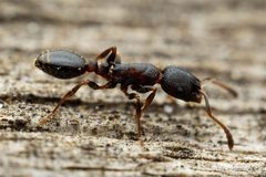 Leptothorax crassipilis by (c) Jake Nitta, some rights reserved (CC BY), uploaded by Jake Nitta. Used under a CC-BY license.