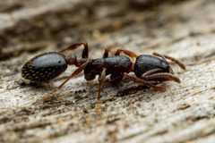 Leptothorax crassipilis by (c) Jake Nitta, some rights reserved (CC BY), uploaded by Jake Nitta. Used under a CC-BY license.