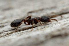 Leptothorax crassipilis by (c) Jake Nitta, some rights reserved (CC BY), uploaded by Jake Nitta. Used under a CC-BY license.