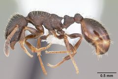 Leptothorax crassipilis by (c)
April Nobile, some rights reserved (CC BY). Used under a CC-BY license.