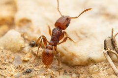 Tetramorium hispidum by (c) Jake Nitta, some rights reserved (CC BY), uploaded by Jake Nitta. Used under a CC-BY license.