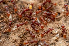 Tetramorium hispidum by (c) Jake Nitta, some rights reserved (CC BY), uploaded by Jake Nitta. Used under a CC-BY license.