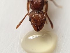 Tetramorium lanuginosum by (c) Ashwin, some rights reserved (CC BY), uploaded by Ashwin. Used under a CC-BY license.