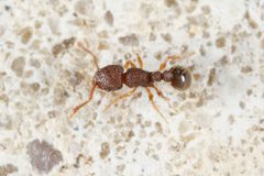 Tetramorium lanuginosum by (c) Lek Khauv, some rights reserved (CC BY), uploaded by Lek Khauv. Used under a CC-BY license.