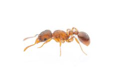 Tetramorium lanuginosum by (c) Jake Nitta, some rights reserved (CC BY), uploaded by Jake Nitta. Used under a CC-BY license.