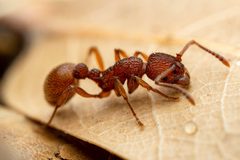 Myrmica by (c) Jake Nitta, some rights reserved (CC BY), uploaded by Jake Nitta. Used under a CC-BY license.