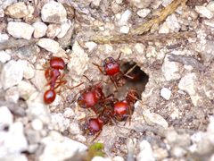 Pogonomyrmex barbatus by (c) Michelle W. （鍾偉瑋）, some rights reserved (CC BY), uploaded by Michelle W. （鍾偉瑋）. Used under a CC-BY license.