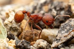 Pogonomyrmex barbatus by (c) Jake Nitta, some rights reserved (CC BY), uploaded by Jake Nitta. Used under a CC-BY license.