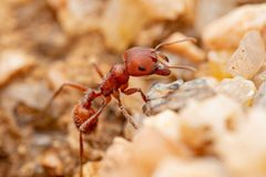 Pogonomyrmex barbatus by (c) Jake Nitta, some rights reserved (CC BY), uploaded by Jake Nitta. Used under a CC-BY license.