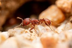 Pogonomyrmex barbatus by (c) Jake Nitta, some rights reserved (CC BY), uploaded by Jake Nitta. Used under a CC-BY license.