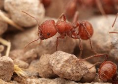 Pogonomyrmex barbatus by no rights reserved, uploaded by Philipp Hoenle. Used under a CC0 license.