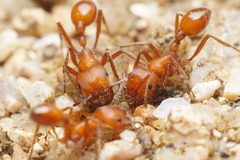 Pogonomyrmex maricopa by (c) Jake Nitta, some rights reserved (CC BY), uploaded by Jake Nitta. Used under a CC-BY license.