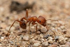 Pogonomyrmex maricopa by (c) Jake Nitta, some rights reserved (CC BY), uploaded by Jake Nitta. Used under a CC-BY license.